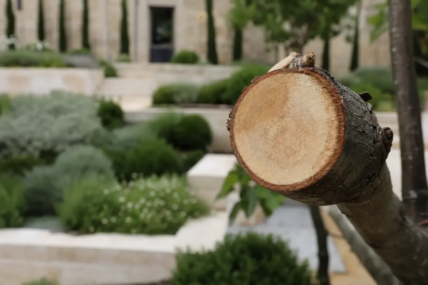 Coupe nette d'une branche au sécateur de force, gros plan sur le bois sain et l'écorce non déchirée.