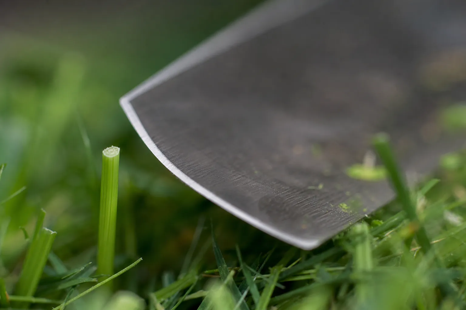 Gros plan sur une lame de tondeuse et un brin d'herbe coupé net, illustrant l'importance d'une coupe propre pour la santé du gazon.